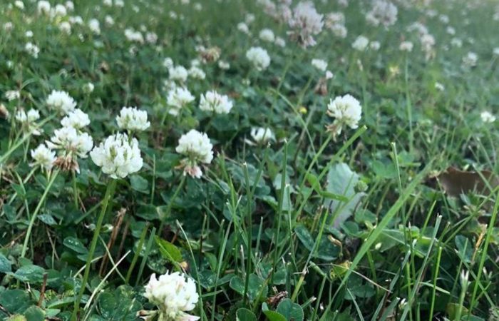 testimonial_bg-2 White clover among grass