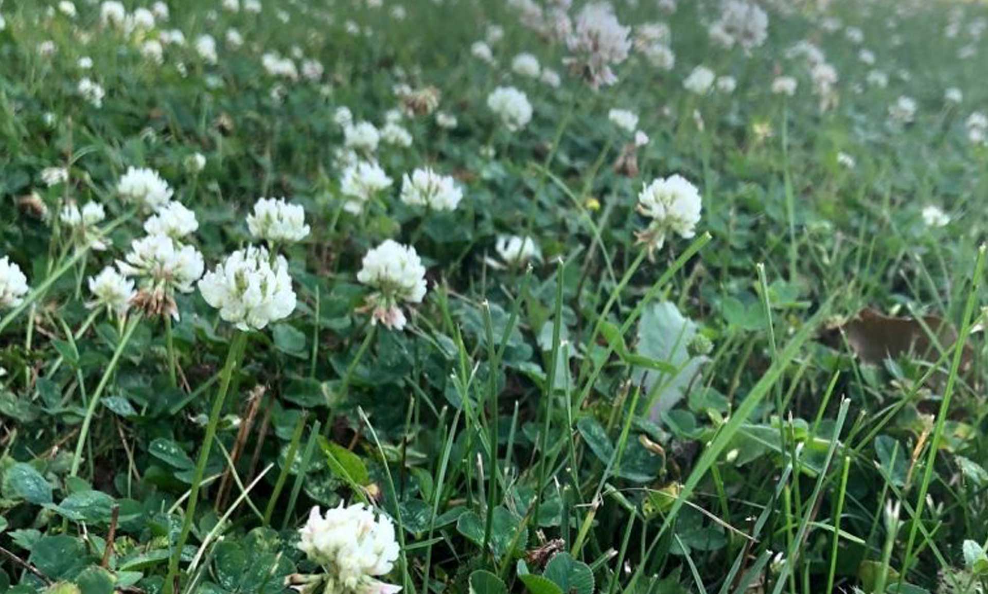 Set Your Yard Goals – January 2026