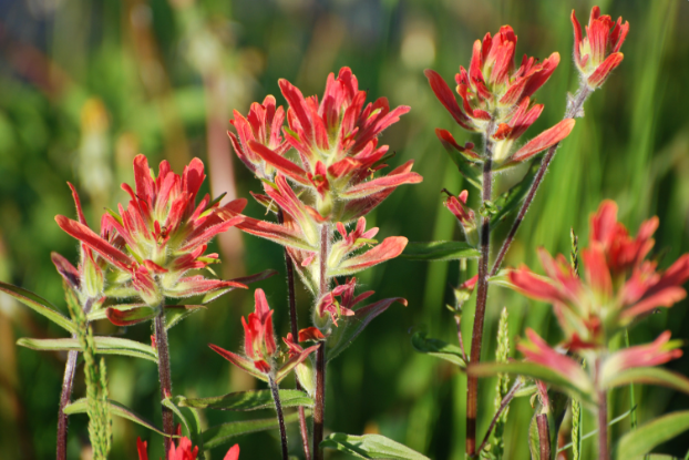 Red petals