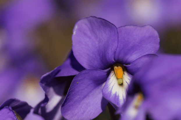 Purple petals