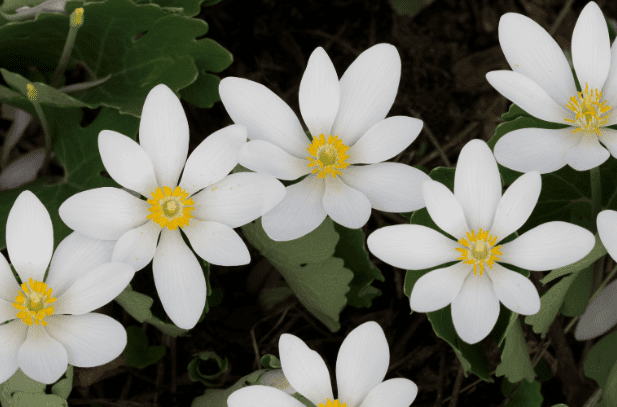 White petals with a yellow center