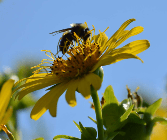 National Pollinator Month – June 2026
